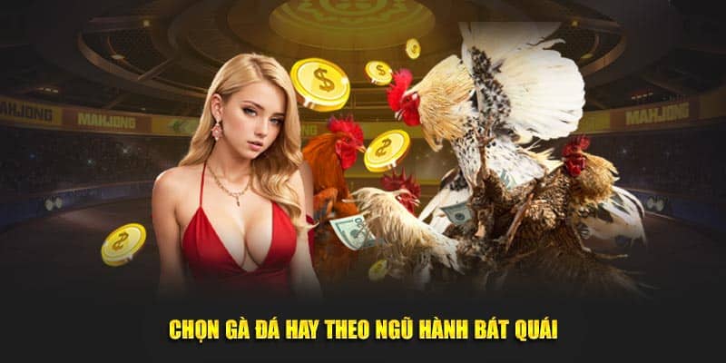 Chọn đá gà 23WIN theo ngũ hành bát quái